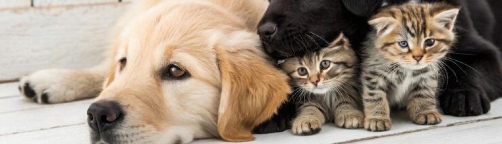 Cucciolandia Pet Shop
