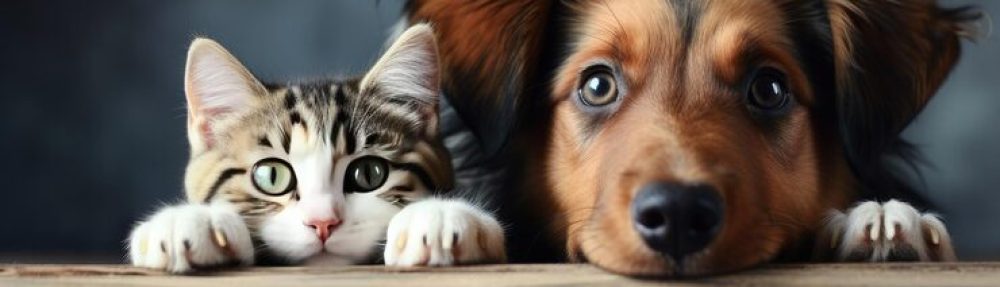 Cucciolandia Pet Shop