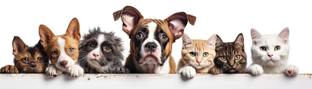 Cucciolandia Pet Shop